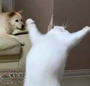 2025-10-15-04-25-28-1760502328037