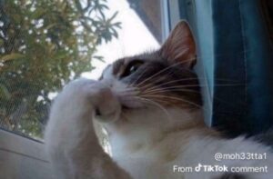 2025-11-02-10-13-57-1762078437788